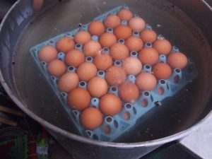 集めた卵は、汚れを綺麗にふき取ってトレイに並べていきます。