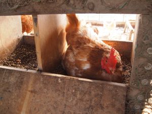 卵拾い作業開始（一日 2回）。それぞれの飼育スペースの中には、このような木製の箱があります。そこにニワトリが卵を産みに来ます。箱の裏側を開けて、卵を取り出します。